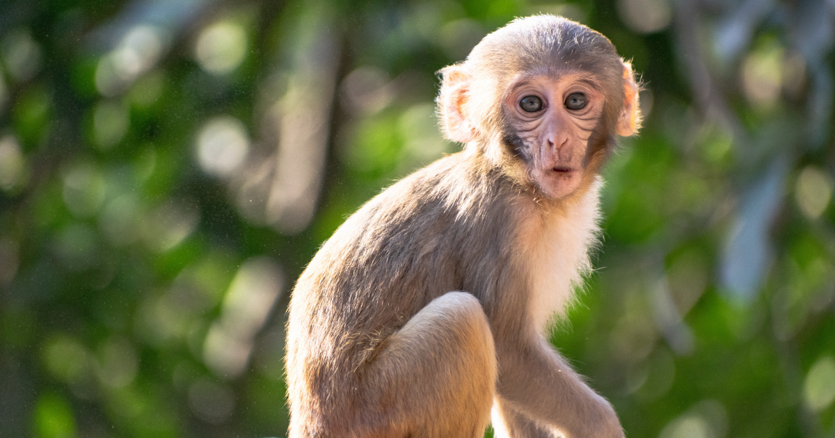 Government Job for Monkey Watchers Opens in Arghakhanchi
