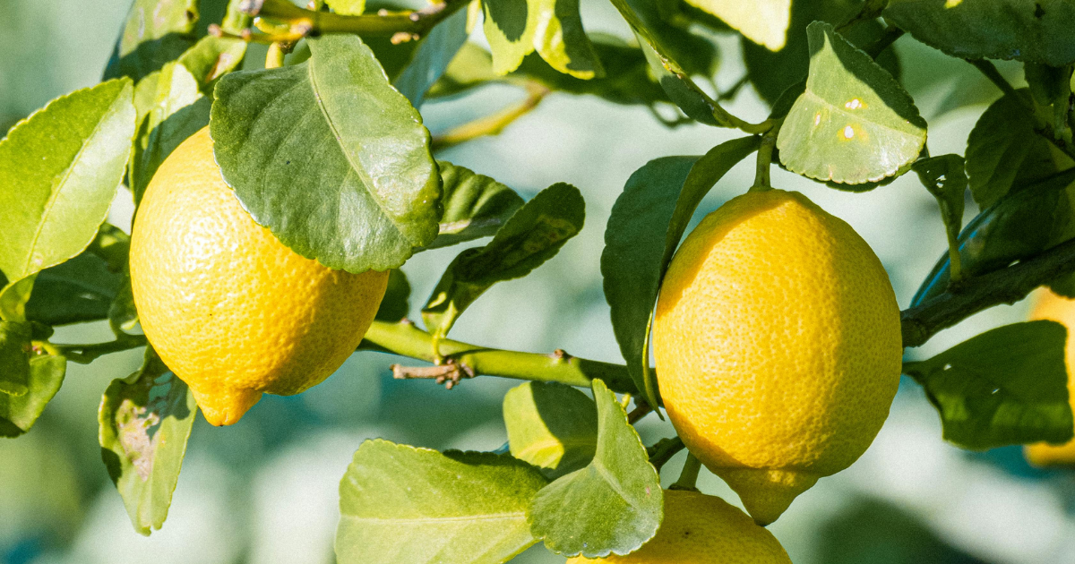 Sulochana Sherpa Becomes a Successful Lemon Farmer After Learning from YouTube
