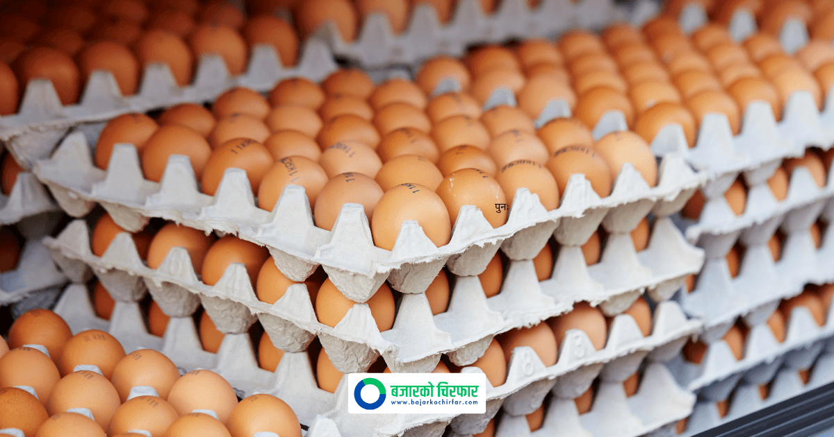 Egg Prices Rise in Nepal as Poultry Association Sets New Support Rates